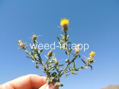 starthistle, yellow