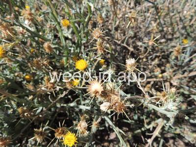 starthistle, yellow