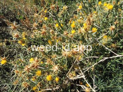 starthistle, yellow