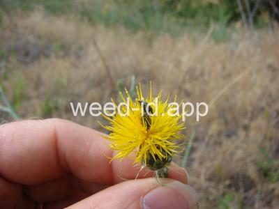 starthistle, yellow
