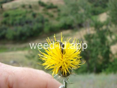 starthistle, yellow
