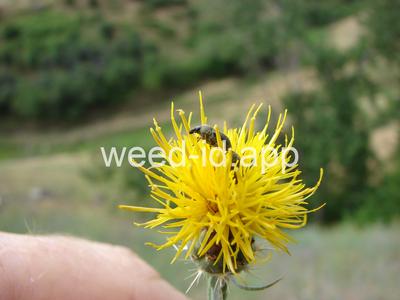starthistle, yellow