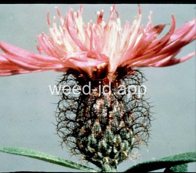 Centaurea trichocephala