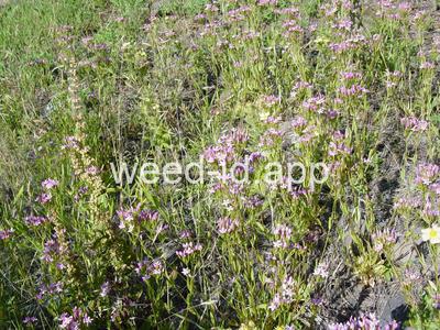 Centaurium erythraea