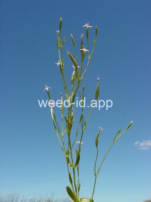 Centaurium exaltatum