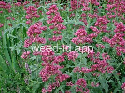 valerian, red