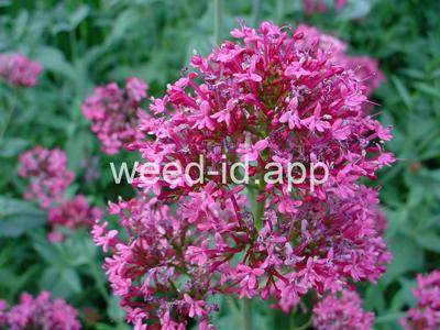 valerian, red