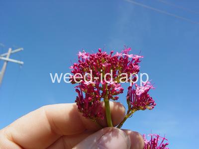 valerian, red