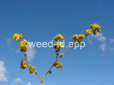spikeweed