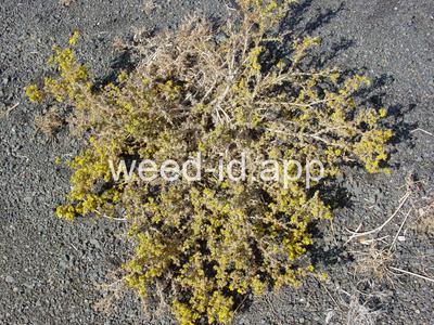 spikeweed