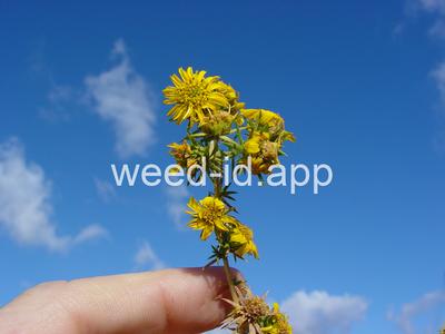 spikeweed