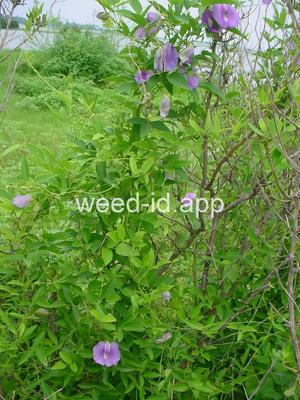 Centrosema virginiana