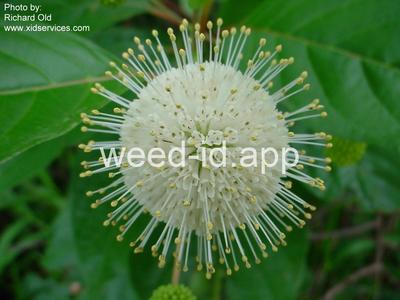 buttonbush