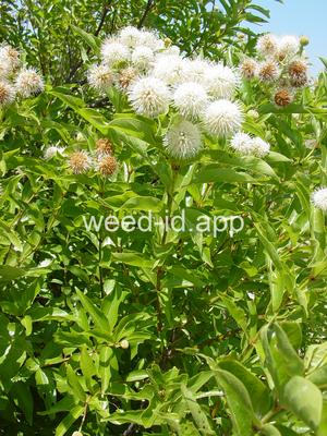 buttonbush