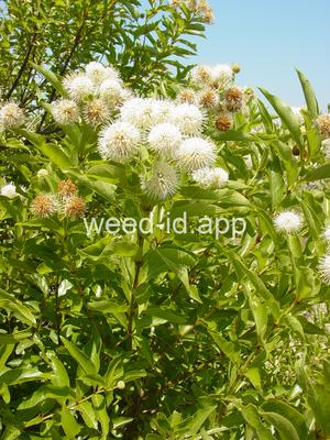 buttonbush