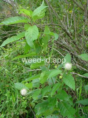 buttonbush
