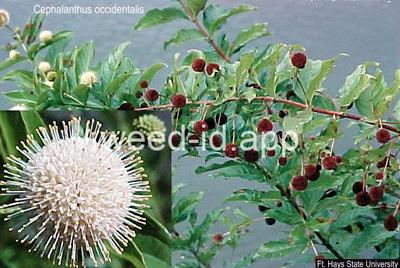 buttonbush