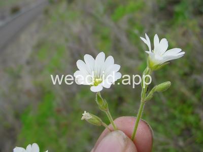 chickweed, field