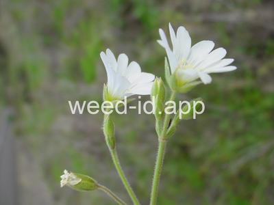 chickweed, field