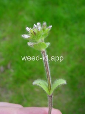 chickweed, sticky