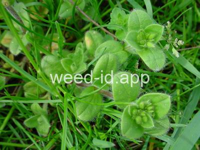 chickweed, sticky