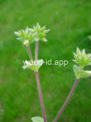 chickweed, sticky