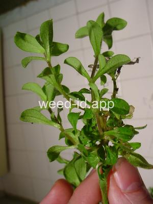 chickweed, sticky