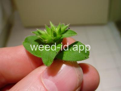 chickweed, sticky