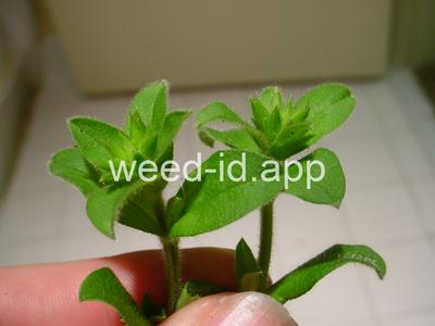 chickweed, sticky