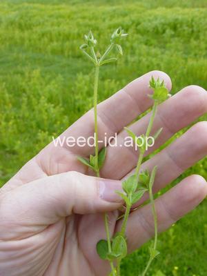 chickweed, sticky