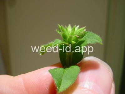 chickweed, sticky