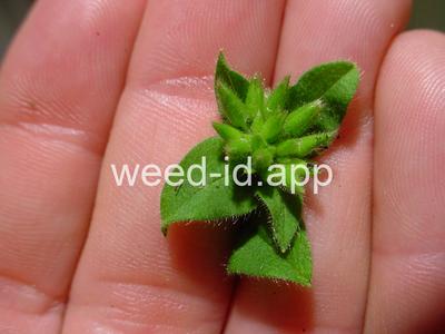 chickweed, sticky