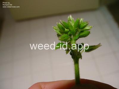 chickweed, sticky