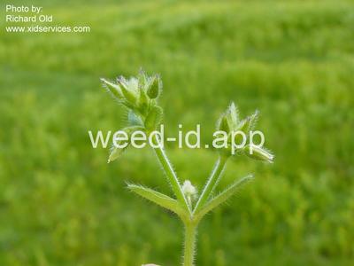 chickweed, sticky