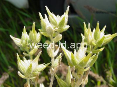 Cerastium siculum