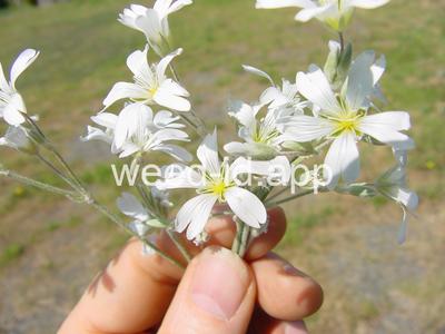 Cerastium tomentosum