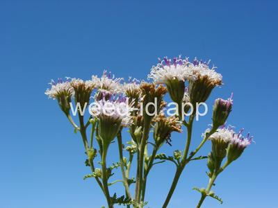 Chaenactis douglasii