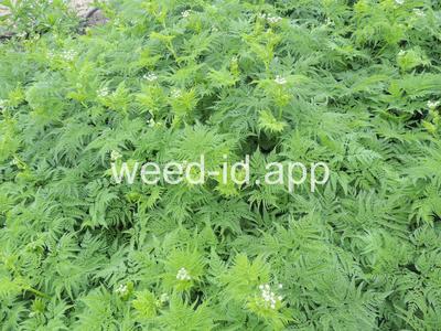 Chaerophyllum aureum