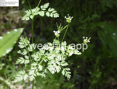 Chaerophyllum tainturieri
