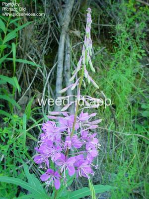 fireweed