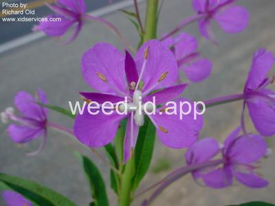fireweed