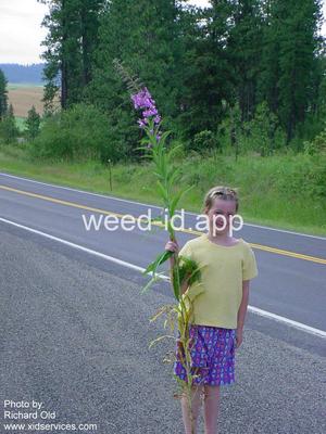 fireweed