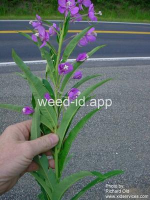 fireweed