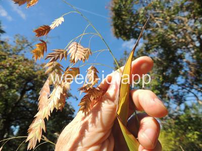 Chasmanthium latifolium