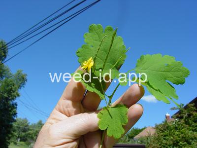 celandine, greater