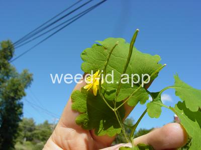 celandine, greater