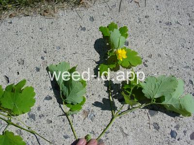 celandine, greater