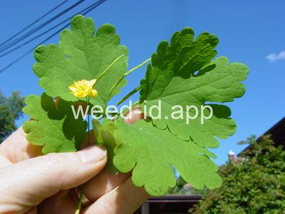 celandine, greater
