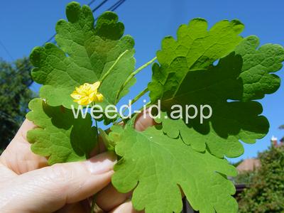 celandine, greater