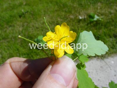 celandine, greater